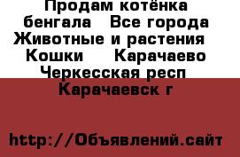 Продам котёнка бенгала - Все города Животные и растения » Кошки   . Карачаево-Черкесская респ.,Карачаевск г.